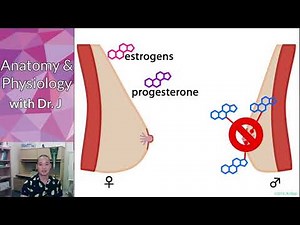PHYL 142 | Reproductive (Female) | Female Breast Development