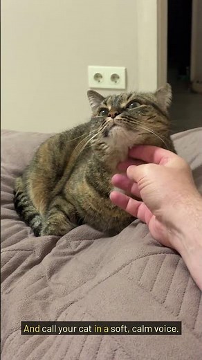 Cat Hiding? Try This Simple Trick! 🐱 #catbehavior #cat #petcareprovider