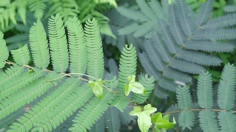 clip-4106131881-fernlike-compound-leaves-swaying-gently-wind