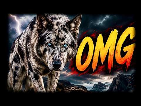 "OMG they merled a wolf"... but here's the real problem with wolfdogs 😱