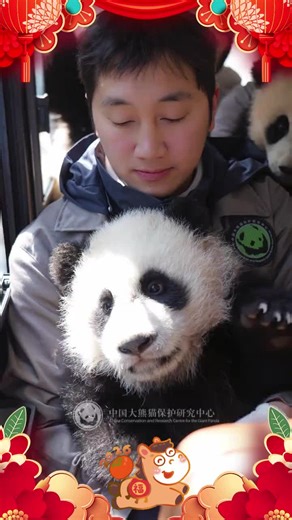 Panda babies at WoLong Shen Shu Ping #pandasoftiktok #giantpanda #cuteanimals #pandalover #panda #大熊猫 #熊猫宝宝 #大熊猫搞笑日常