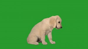 golden retriever puppy on green screen