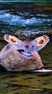 84K views · 6.5K reactions | Amazing color | Nature And Wildlife | Facebook