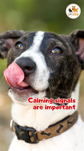 Calming signals are important. Learn to properly interpret your dog’s body language so you can see if you need to help them. Look for the typical signs of stress: Lip licking, yawning, avoidance, the whale eye etc. Consult a certified behaviourist who will teach you what to look for. | Dr.Dog
