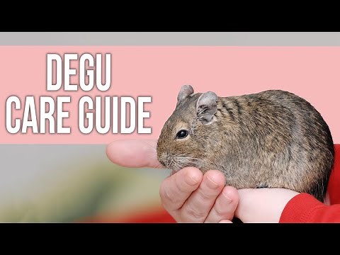 Degu Care: Things You Need to Know!