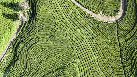 clip-4004593089-natural-landscape-patterns-formed-by-curved-tea