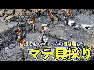 爆速マテ貝採り！今年の砂浜に塩を入れたら超優秀！初めてでも失敗しない潮干狩りマニュアル