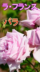 バラ 【バラ図鑑】ラ・フランス｜バラの歴史を変えた運命の一輪 #バラ #ラフランス #東山動植物園 #バラ図鑑 #ガーデニング #花のある風景 #ハイブリッドティー #モダンローズ #Shorts