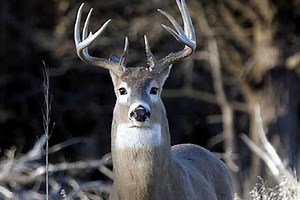 Hunter Tries Bizarre Experiment, Urinates on Deer Scrape