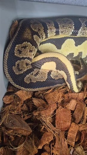 JerseyBallz *Lorenzo Owner* on Instagram: "Mr. Import is having the season of his life 🤣🫶 Orange Dream Yellow Belly Desert Ghost het Pied x Import #jerseyballz #import #ballpythonbreeder #snakebreeder #genetics"