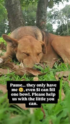 You are so kind #viral #viralvideo #shortvideo #dogs #foryou #love #vlogmas #vlog #franc #UK #usa
