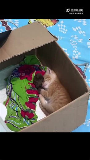 Videos de 🐼⚜️ chica panda kawaii ⚜️🐼 (@chicapandakawaii2) con “sonido original - 🐼⚜️ chica panda kawaii ⚜️🐼”