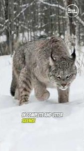 The Silent Hunter: The Canadian Lynx #shorts #shortvideo