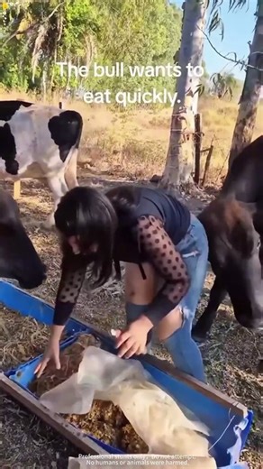 The Ultimate Cow Attack & Fail Compilation 2026