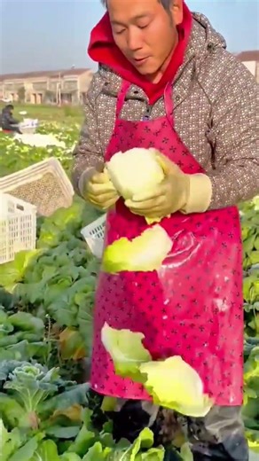 Sustainable Chinese Cabbage Harvesting Traditional Precision Farming Tools