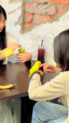 Beyond cat cafes and dog cafes, the new trend is having afternoon tea with parrots! These little parrots are full of personality, chirping nonstop as they keep you company while you sip your coffee. Double the fun! #Chinalife #Cafe #Birdlover #Parrot #Themedrestaurant | Real Time China