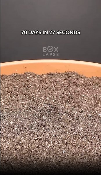 70 days in 27 seconds - Thai basil timelapse