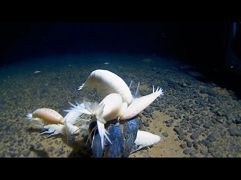 Studying deep sea Amphipods in the Nova-Canton Trough
