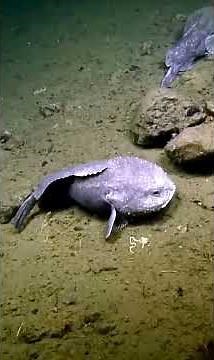 Blobfish Explained — Why It Looks Like a Blob Deep‑Sea Survival