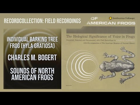 Charles M. Bogert - Individual Barking Tree Frog (Hyla gratiosa) (HQ Audio)