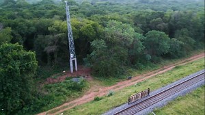 Tamil Nadu to use Artificial Intelligence to avert elephant deaths on railway tracks
