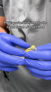 Tiny Tim the turtle. Rescued, rehabbed by LSU School of Veterinary Medicine, and released. We 💜💛 you, little guy | LSU