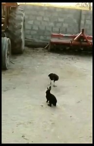 Rabbit Vs Crow | Creature Trending