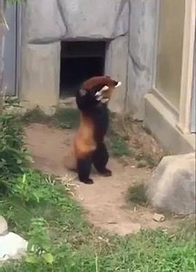2.8M views · 60 shares | Red Panda trying to intimidate a rock is the cutest thing you will see all day. Like us to see more Chinese viral videos, news, and all the other things that matters to China today. | China Plus Culture | Facebook
