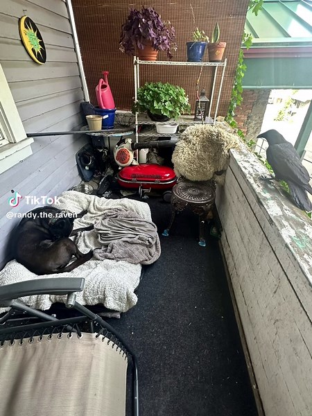 ✨Randy the Raven ✨ on TikTok