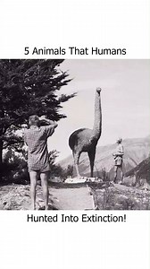 40K views · 985 reactions | 5 Animals That Humans Hunted Into Extinction! | Safari Sarraah | Facebook
