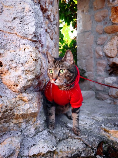 I remember the first time I got to my new, forever home. The hoomans were so quiet and careful not to spook me, as I was so tiny, and they really wanted to make me comfortable. They didn't need to worry. I made the place my own from the first moment I got there. I jumped onto the sofa, right next to my new mommy, rolled onto my back in her lap, and started making air biscuits while winking at her. She literally started bawling instantly - and we never looked back. ❤️ You'll adopt a cat or a dog 