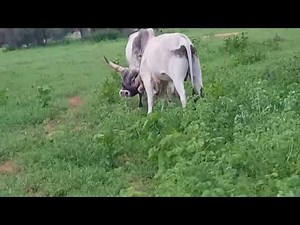 Reportage oumar ka pulagu na weli(1)