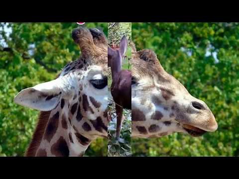 What do animals eat – Plant, Flesh or Both - Animals’ food - Real footage