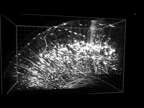 Tissue Clearing Webinar