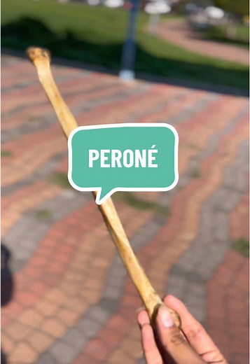 Importancia del Peroné en la Anatomía Humana