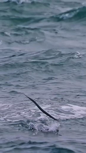 Giant Yellowfin Tuna Eats Garfish At The Surface 🌊😱 . . #yellowfintuna #oceanlife #usa #marinelife #FishHunterTV | FishLife world TV