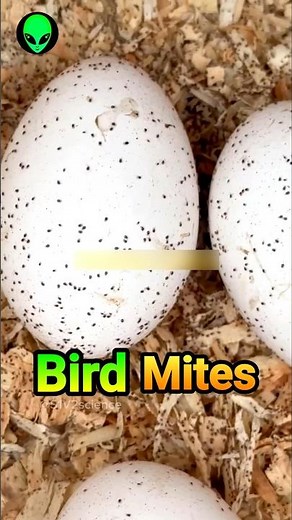 Bird mites by S1V2
