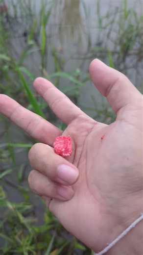 What Is This? 🌿👀 We found some amazing animals in nature! #Shorts #Animals #Wildlife