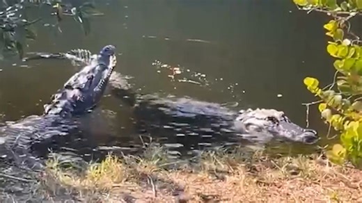 Video shows tense battle between crocodile and alligator in Everglades