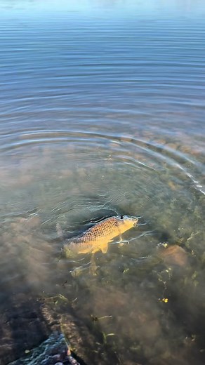 Effective Carp Fishing with Strike Tiger Lures