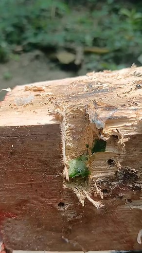 Stik Hole band trick screw drill Wood diy smart tiptool USA Craft #tips #viral #How | SN Tips 3