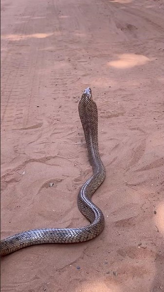 Catching The BIGGEST Cobra Species In The World! #shorts #snakes #cobra