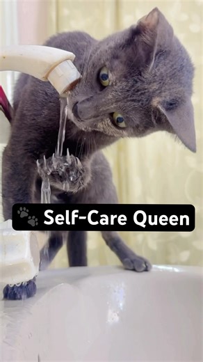 😹Wait till end: Watch My Cat’s Glow-Up Routine #catglowup #funnycats #catcleaning #catvideos #cute