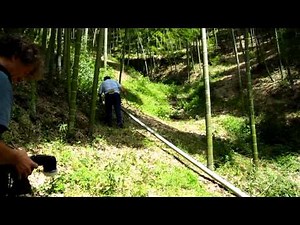 Harvesting a Bamboo Culm