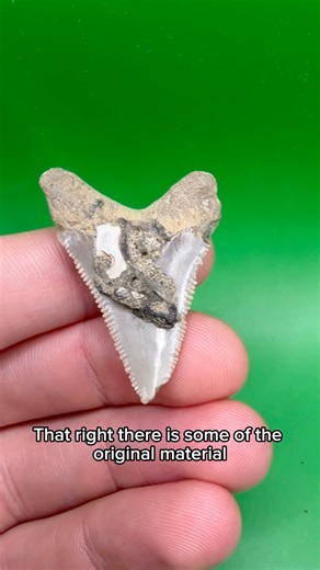 This fossil shark tooth still had ancient sea floor attached!