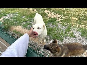 Tsetsi Talks to her Dogs: Alabai CAO & Belgian Shepherd Dog (Malinoa)
