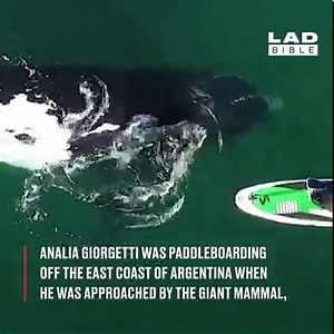 9.6M views · 144K reactions | He just wanted to play  | LADbible | Facebook