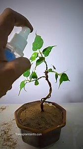 Very simple and easy way to make bonsai tree in 10 minutes / How make a bonsai tree? / Bonsai tree 🌳 | Trees Plants Info
