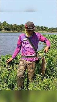 fight gabus purba dengan Jaws aburaai, joran seasir dark dragon, rell seahunter starfall dc, neverfa