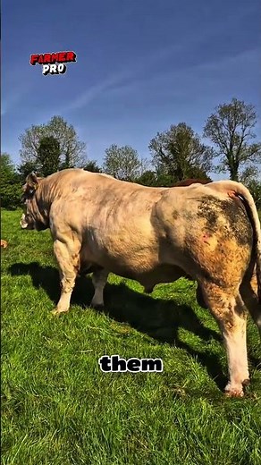 Charolais Cattle: The Powerful French Beef Breed Explained